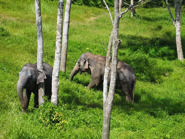 Phuket Elephant Sanctuary: เช้าหรือบ่ายกับฝูงช้าง
